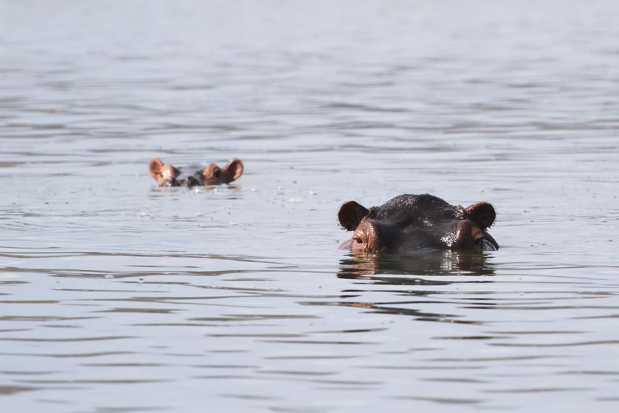 selous hunting safari